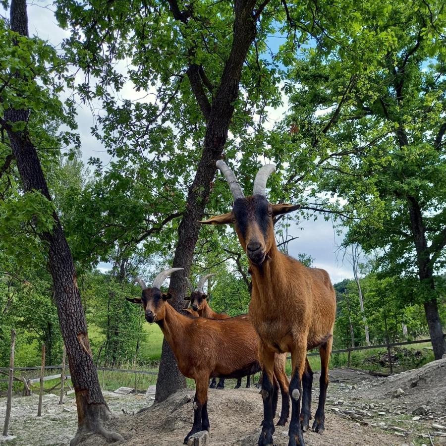 Az. Agr. Agriturismo Nonna Nella Villa Guiglia Buitenkant foto