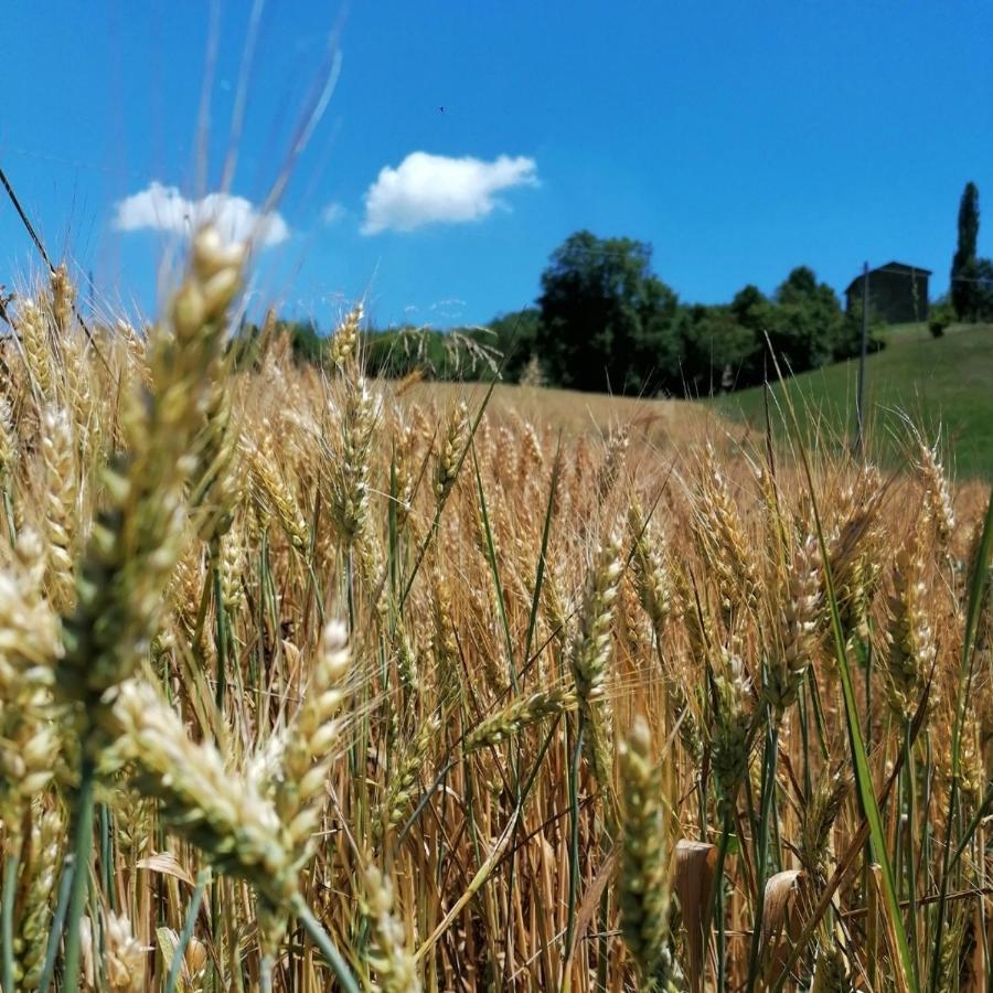 Az. Agr. Agriturismo Nonna Nella Villa Guiglia Buitenkant foto